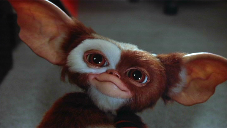 http://vignette1.wikia.nocookie.net/gremlins/images/f/fa/Gizmo