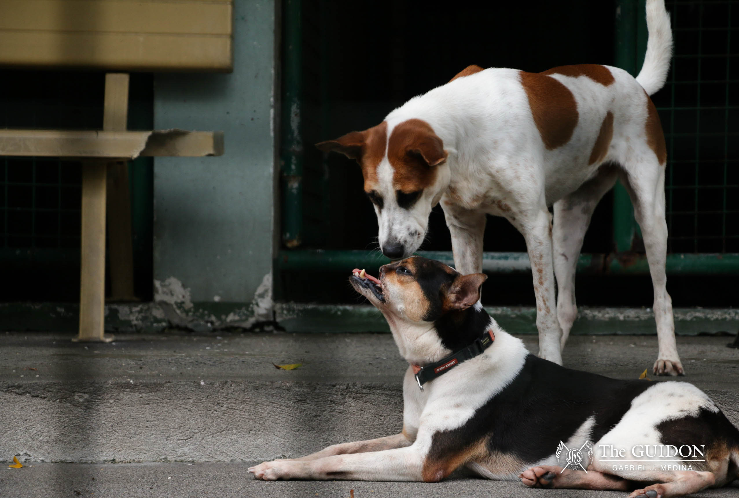 Finding your furr-ever friend